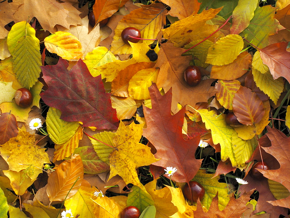 Various autumn leaves
