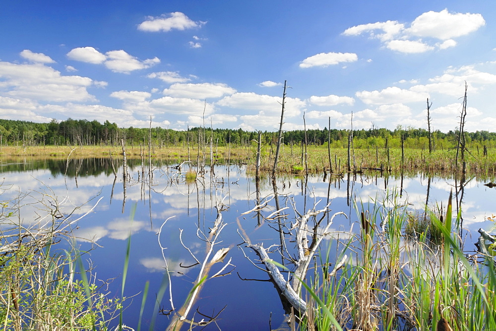 Dead trees and clouds reflected in the water of the Schwenninger Moos bog, Baden-Wuerttemberg, Germany, Europe