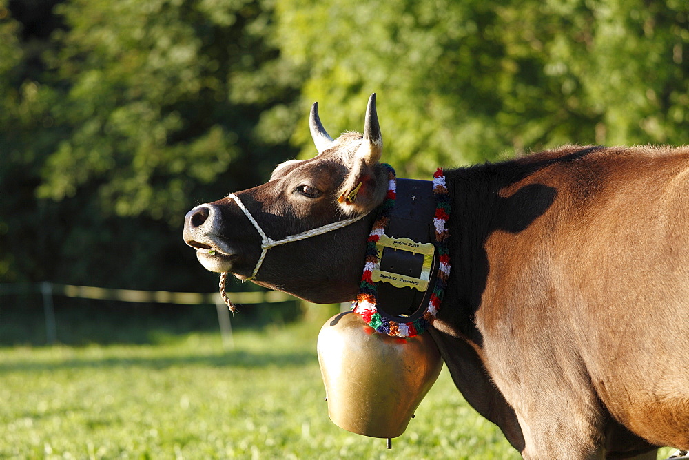 Cow wearing a cow bell, Pfronten, Ostallgaeu district, Allgaeu region, Swabia region, Bavaria, Germany, Europe