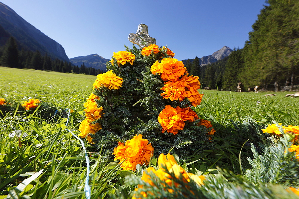 Crown for leading cow ready to be put on in a meadow, cattle drive, Tannheim, Tannheimer Tal high valley, Tyrol, Austria, Europe