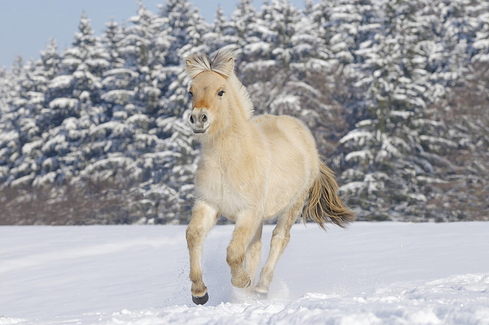 Young Fjord horse or Norwegian Fjord Horse running in the snow