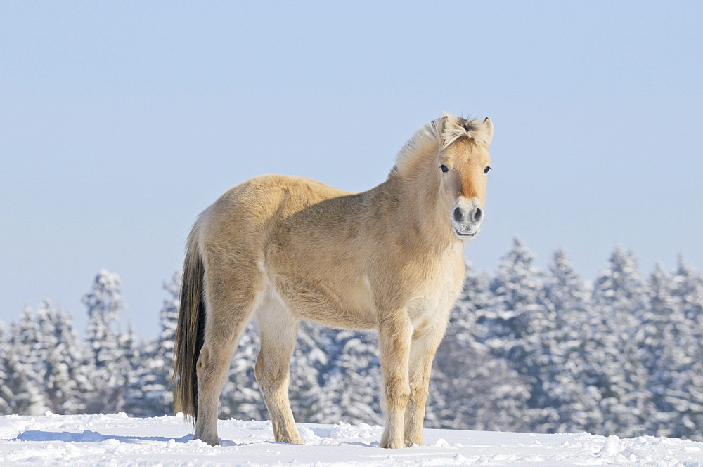 Young Fjord horse or Norwegian Fjord Horse in the snow