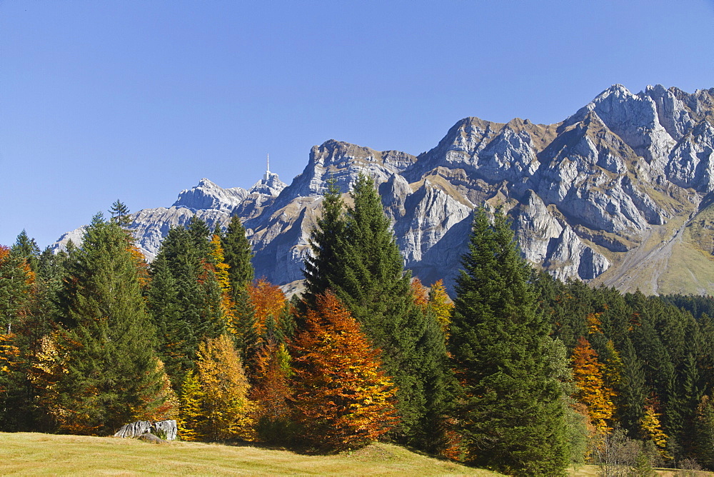 Autumn forest on the Schwaegalp alpine pasture with peaks of Mt. Saentis, Canton Appenzell, Switzerland, Europe