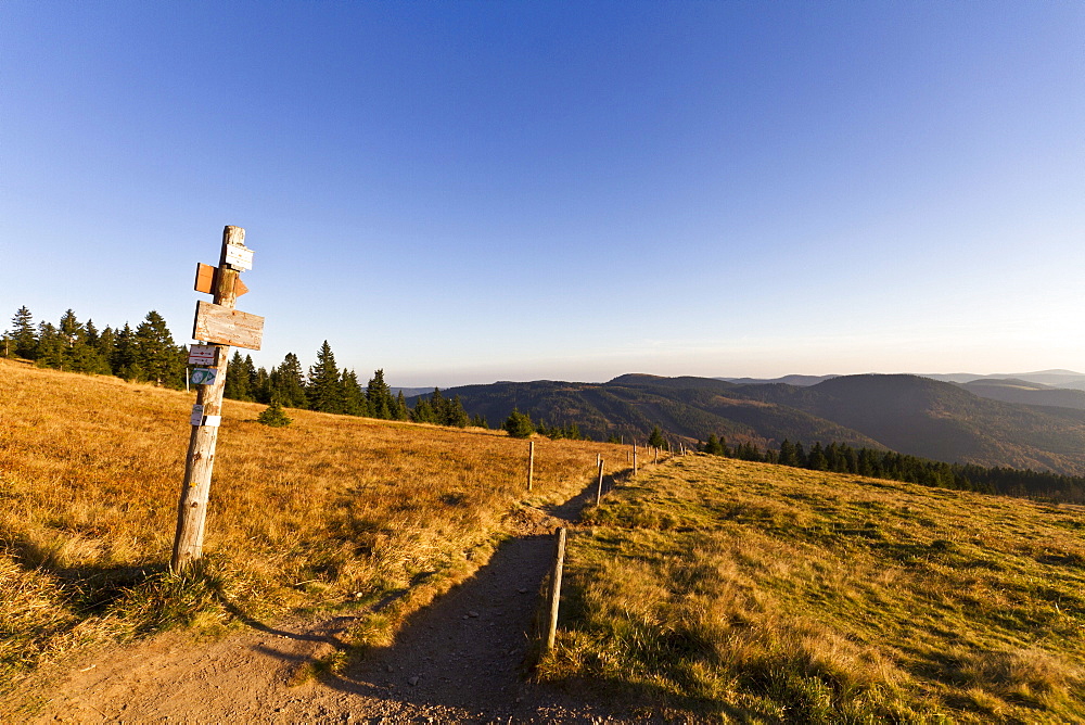 Trail on Mt. Feldberg, Black Forest, Landkreis Hochschwarzwald county, Baden-Wuerttemberg, Germany, Europe