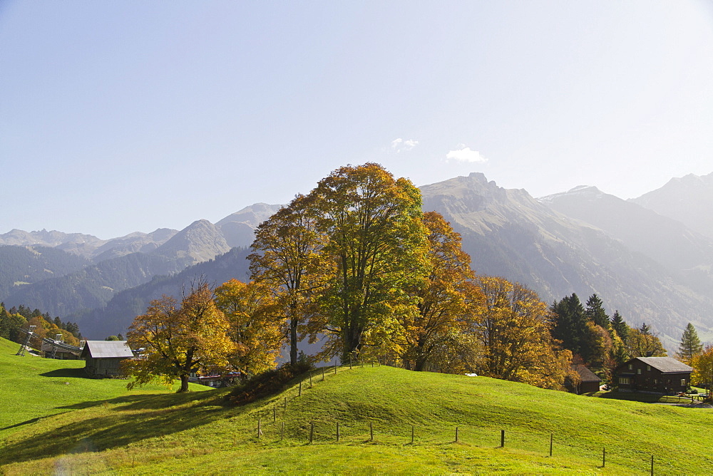 Sycamore (Acer pseudoplatanus) with alpine hut, Braunwald, Glarus Alps, Canton Glarus, Switzerland, Europe