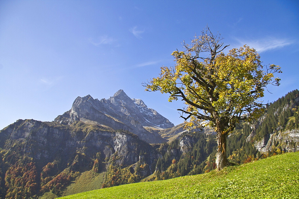 Sycamore (Acer pseudoplatanus), in the back Mt. Ortstock, Braunwald, Glarus Alps, Canton Glarus, Switzerland, Europe