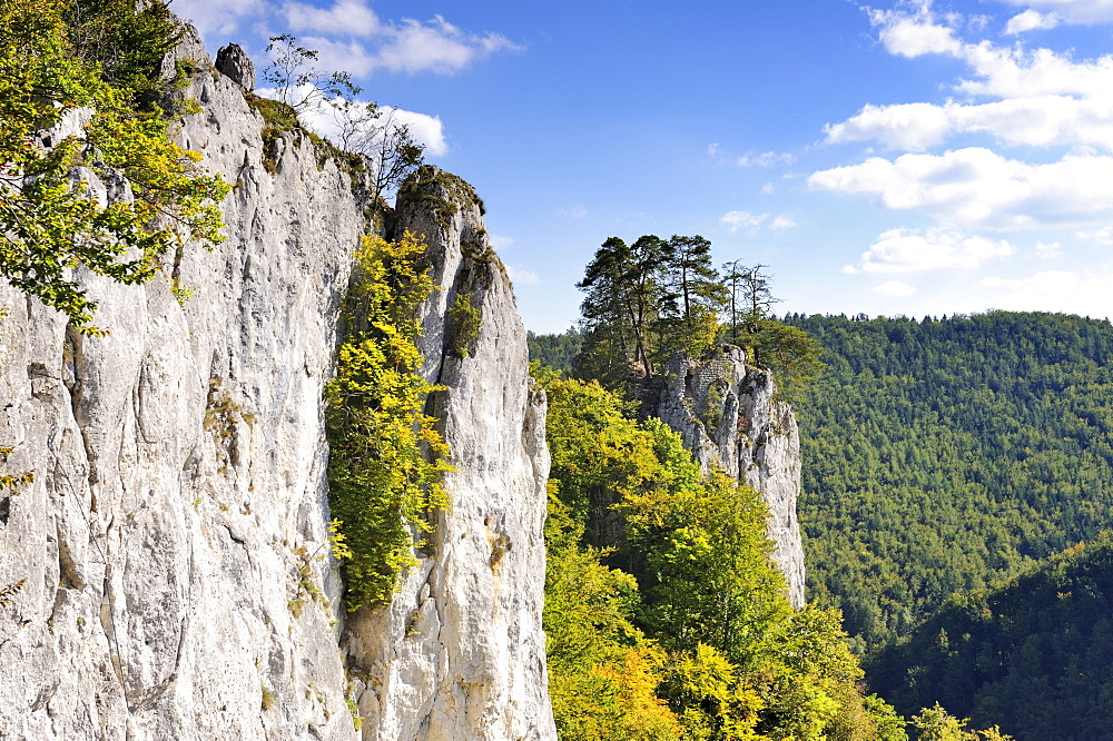 Falkenwand, a rock wall used for climbing, in front of a rocky spur with remains of Burg Unterfalkenstein Castle in the Upper Danube Valley, district of Sigmaringen, Baden-Wuerttemberg, Germany, Europe