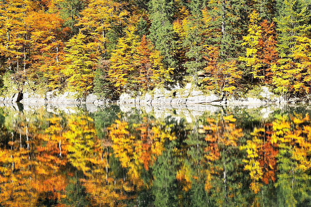 Autumn colored mixed forest on the banks of Seealp Lake, at 1143 m altitude, in the Appenzell Alps, Canton of Appenzell Inner-Rhodes, Switzerland, Europe