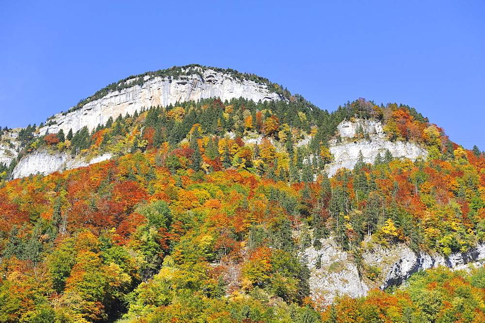 Autumn coloured beech forest in the Appenzeller Alps near Wasserauen, Canton of Appenzell Inner-Rhodes, Switzerland, Europe