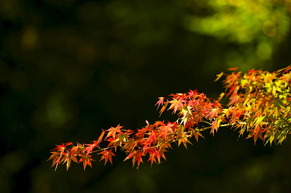 Red maple leaves (Acer) in autumn