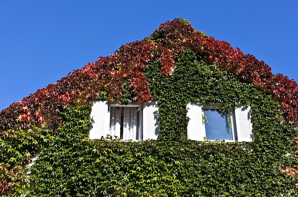 Virginia creeper (Parthenocissus tricuspidata) on a house wall