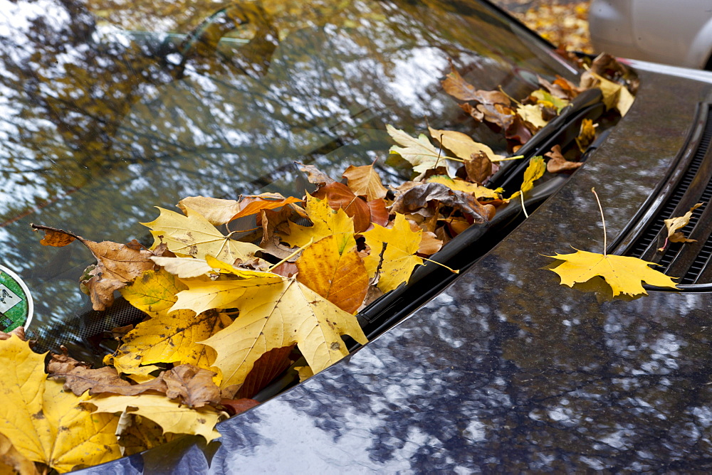 Autumn leaves behind the window wipers of a vehicle