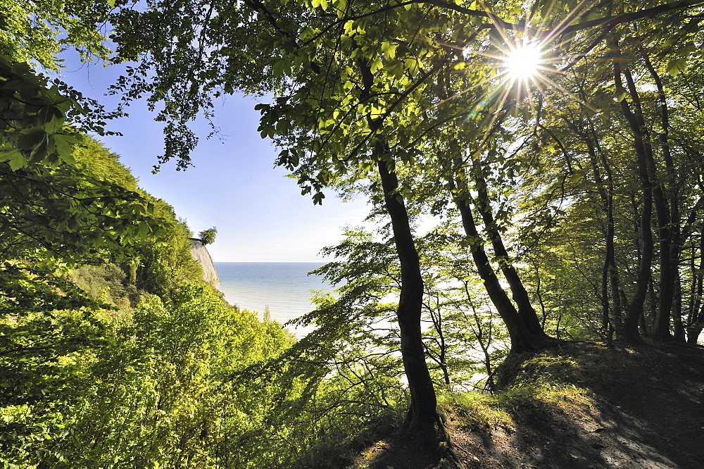 Wooded chalk cliffs on the Baltic Sea in the Nationalpark Jasmund national park, Ruegen island, Mecklenburg-Western Pomerania, Germany, Europe