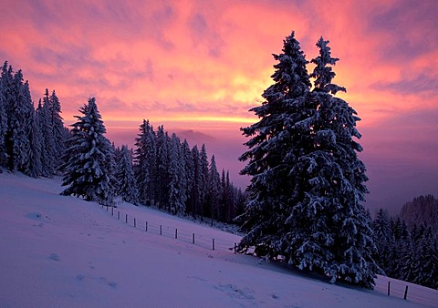 Dawn in winter with snow-covered trees, Sommeralm, Styria, Austria, Europe