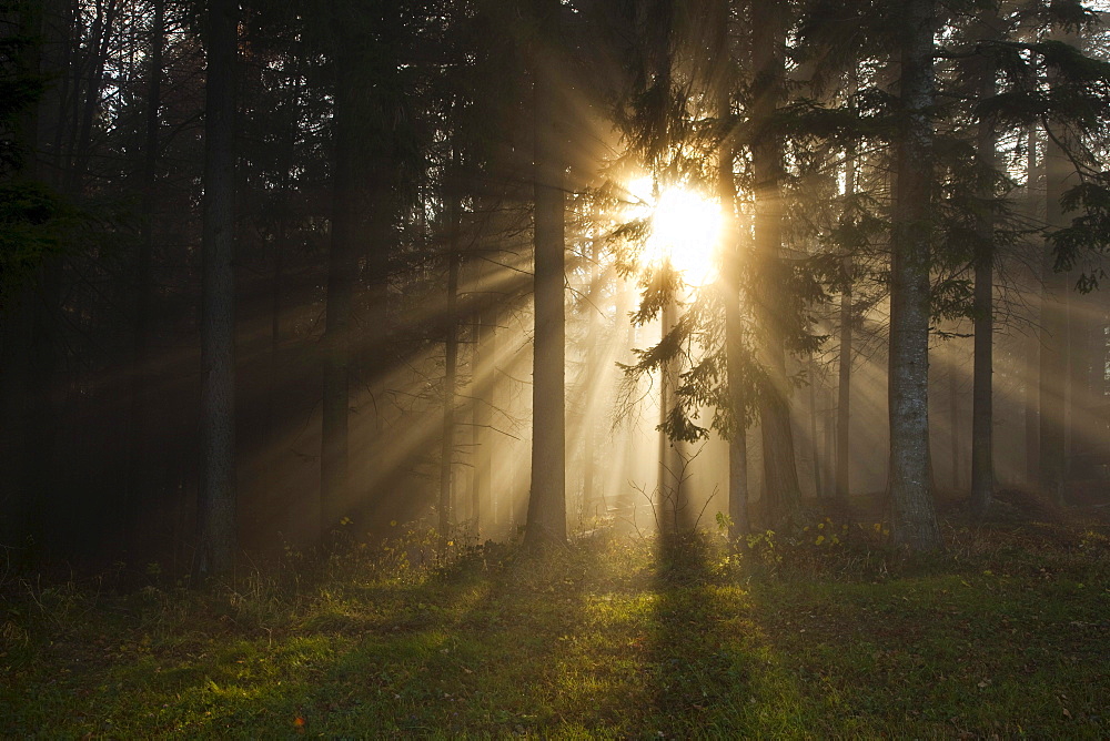 Fog in the forest with sun rays, Poellau, Styria, Austria, Europe