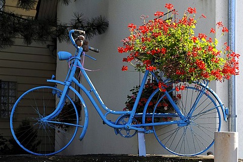 Blue bicycle with geraniums (Pelargonium graveolens) on the rear rack, decoration on a garden wall, Hinterdorfstrasse, Weisweil, Baden-Wuerttemberg, Germany, Europe