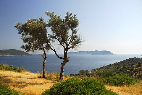 View towards the Greek island of Kastelorizo or Meis, olive trees with sea view, Kas, Lycian coast, Antalya Province, Mediterranean, Turkey, Eurasia