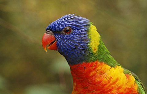 Rainbow Lorikeet (Trichoglossus haematodus moluccanus)