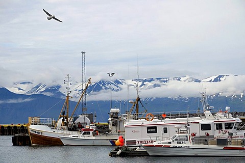 Port of Husavik, Iceland, Europe