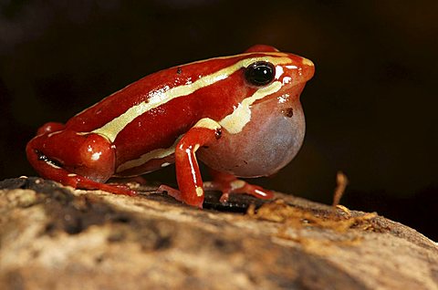 Phantasmal poison frog (Epipedobates tricolor) in captivity