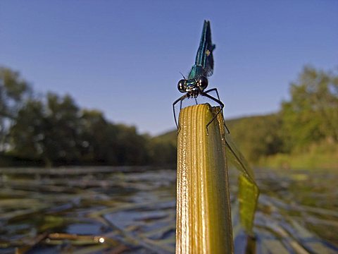 Banded Demoiselle Damselfly (Calopteryx splendens), male