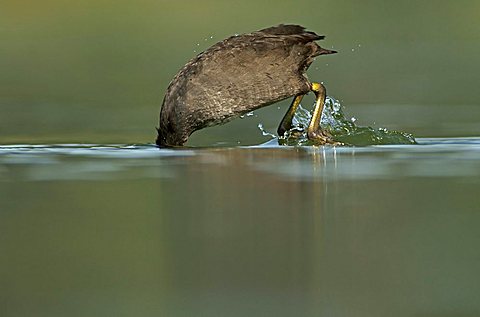 Eurasian Coot (Fulica atra)