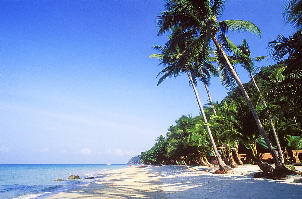 Coconut palm trees on White Sand Beach, Hat Sai Kao, Koh Chang Island, Trat, Thailand, Southeast Asia