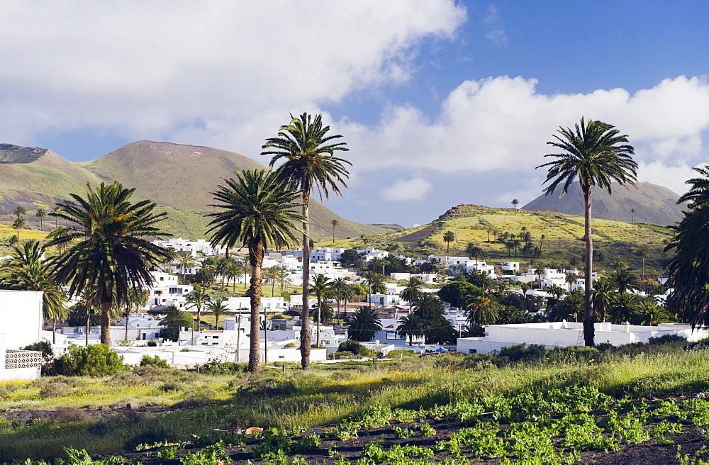 Palm oasis of Haria, Lanzarote, Canary Islands, Spain, Europe