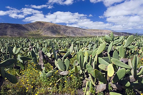 Cactus field for breeding lice for natural dyes in Guatiza, prickly pear (Opuntia ficus-indica), Lanzarote, Canary Islands, Spain, Europe