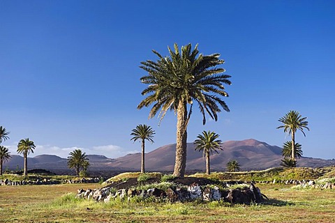 Date palms in a volcanic landscape near Uga, Lanzarote, Canary Islands, Spain, Europe