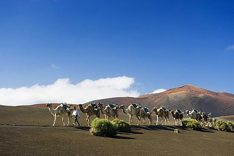 Camel caravan in the volcanic landscape in Montana del Fuego de Timanfaya National Park, Lanzarote, Canary Islands, Spain, Europe