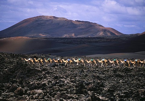 Camel caravan in the volcanic landscape in Montana del Fuego de Timanfaya National Park, Lanzarote, Canary Islands, Spain, Europe