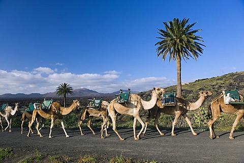 Camel caravan in the volcanic landscape near Uga, Lanzarote, Canary Islands, Spain, Europe