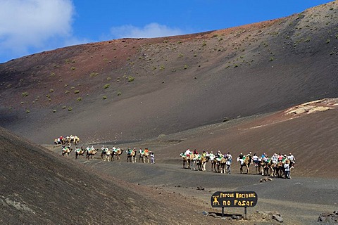 Tourists riding camels in Montana del Fuego de Timanfaya National Park, Lanzarote, Canary Islands, Spain, Europe