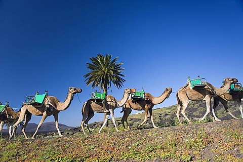 Camel caravan near Uga, Lanzarote, Canary Islands, Spain, Europe