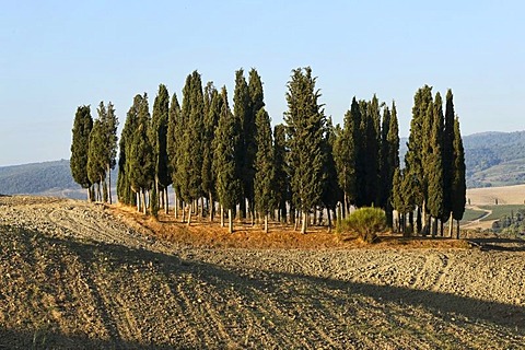 Cypress grove on ploughed field, Val dÃ­Orcia Valley, UNESCO World Heritage Site, Tuscany, Italy, Europe