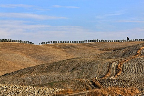 Rural landscape with hills, pathway, harvested fields and row of trees on horizon, Val dÃ­Orcia Valley, UNESCO World Heritage Site, Tuscany, Italy, Europe