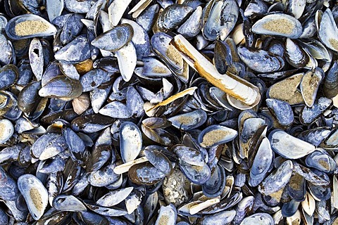 Sea shells, North Sea, North Jutland, Denmark, Scandinavia, Europe