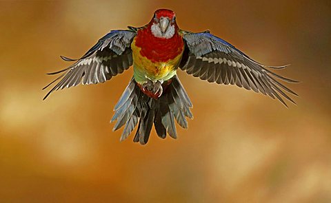 Golden Mantled Rosella (Platycercus Eximius ceciliae), in captivity