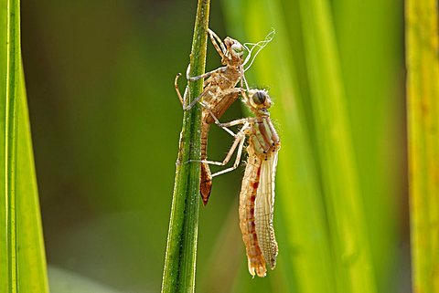 Large Red Damselfly (Pyrrhosoma nymphula) hatching