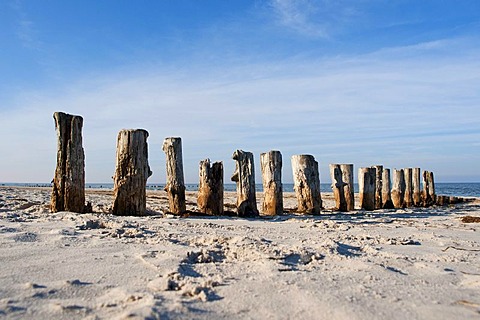 Old wooden groynes on a beach on the Baltic Sea, Prerow, Mecklenburg-Western Pomerania, Germany, Europe