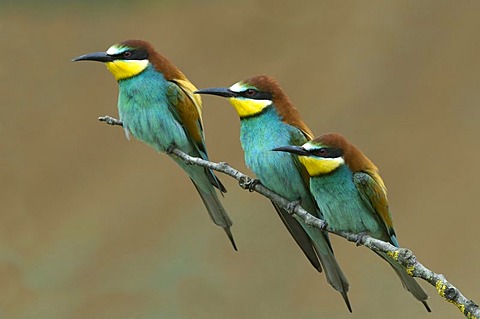 Bee-eaters (Merops apiaster), Pinkafeld, Burgenland, Austria, Europe