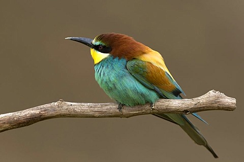 Bee-eater (Merops apiaster), Pinkafeld, Burgenland, Austria, Europe