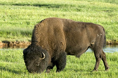 Bison (Bison bison), bull, Yellowstone National Park, Wyoming, USA, North America