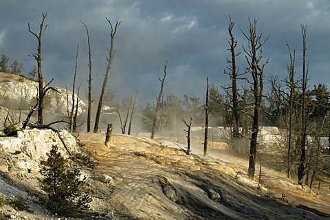 Limestone terraces of Mammoth Hot Springs, Yellowstone National Park, Wyoming, USA, North America