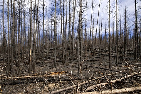 Burnt forest, Yellowstone National Park, Wyoming, USA, North America