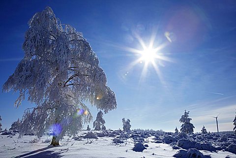 Snowy and icy trees, winter, Black Forest, Baden-Wuerttemberg, Germany, Europe