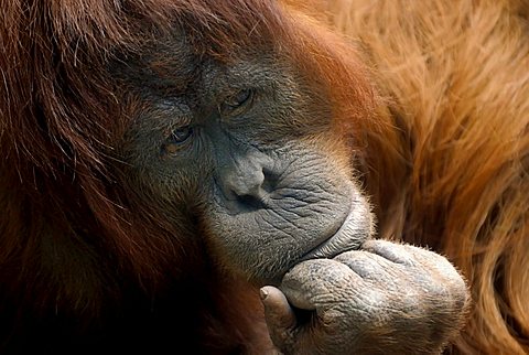 Bornean Orangutan (Pongo pygmaeus), thoughtful-looking female, portrait