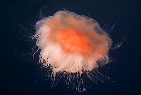 Lion's Mane Jellyfish (Cyanea capillata) in the Baltic Sea, Germany, Europe