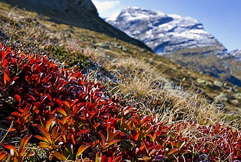 Autumnal shrub cluster of Manzanitas or Bearberries (Arctostaphylos alpinus) in the Buendner Alps, Kanton Graubuenden, Switzerland, Europe